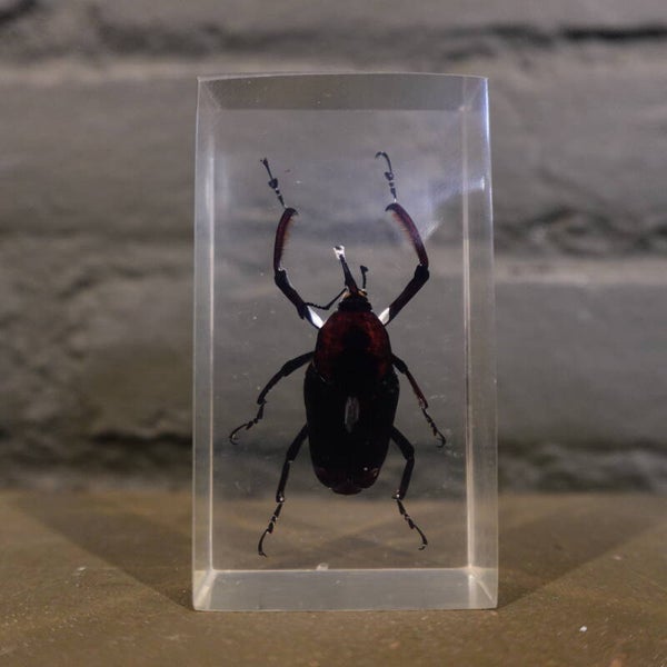 Insect in epoxy