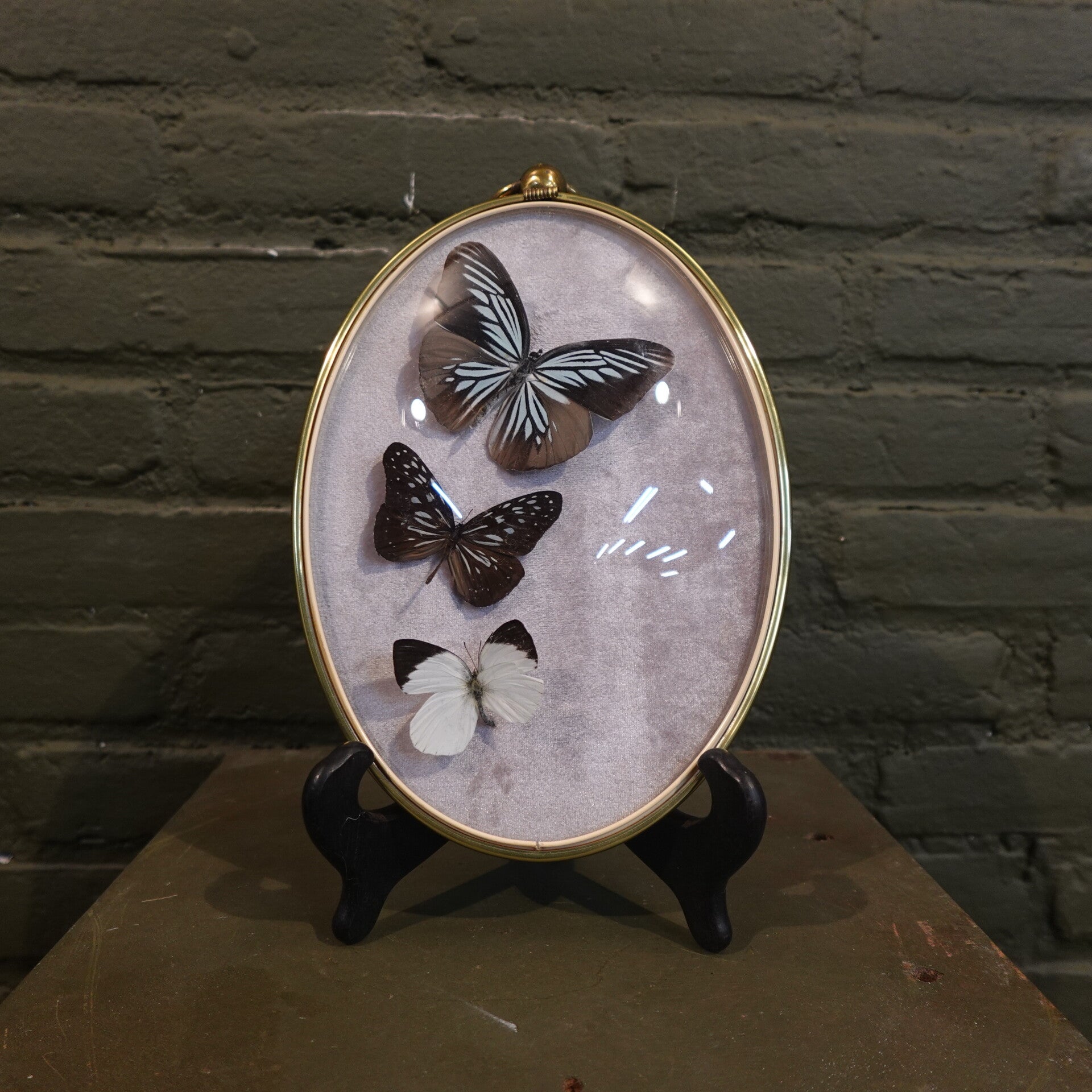 Bollijst met 3 vlinders