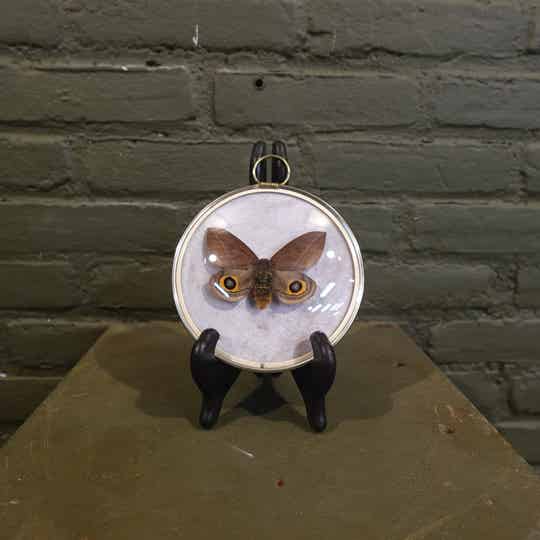 Bollijst met vlinder