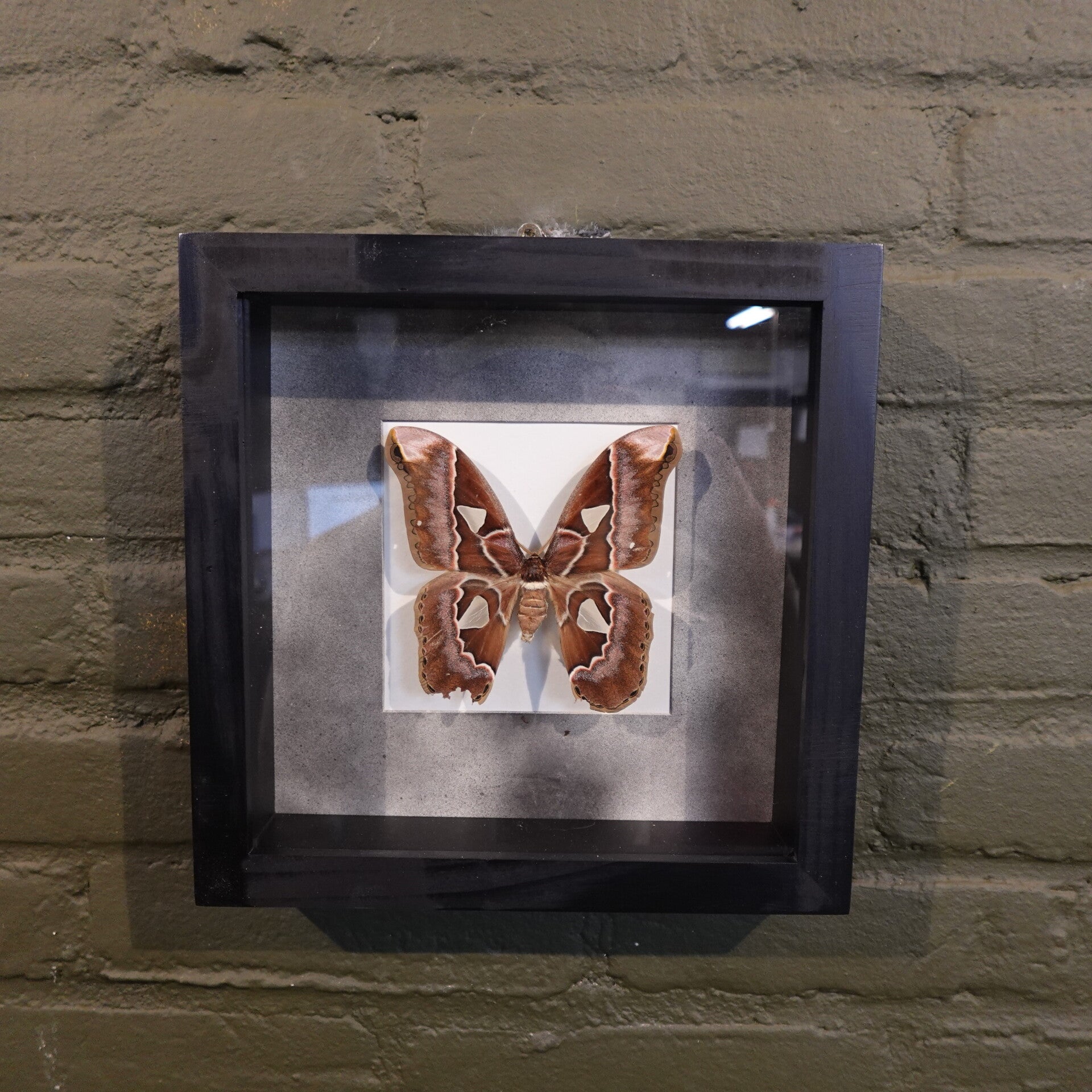 Lijst met mot vlinder