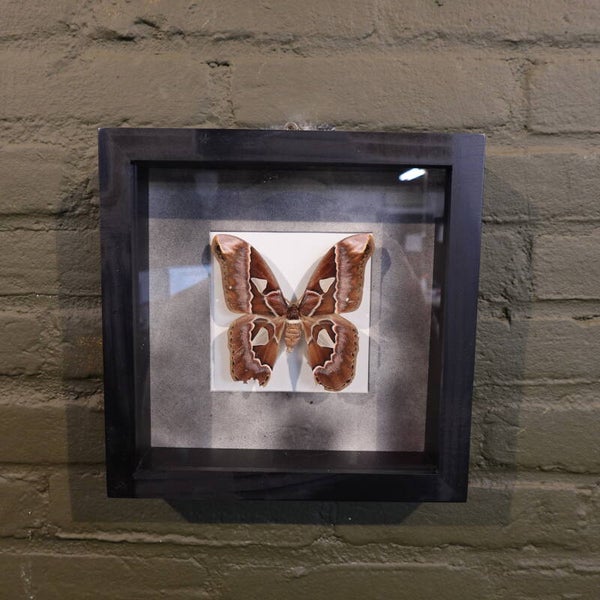 Lijst met mot vlinder