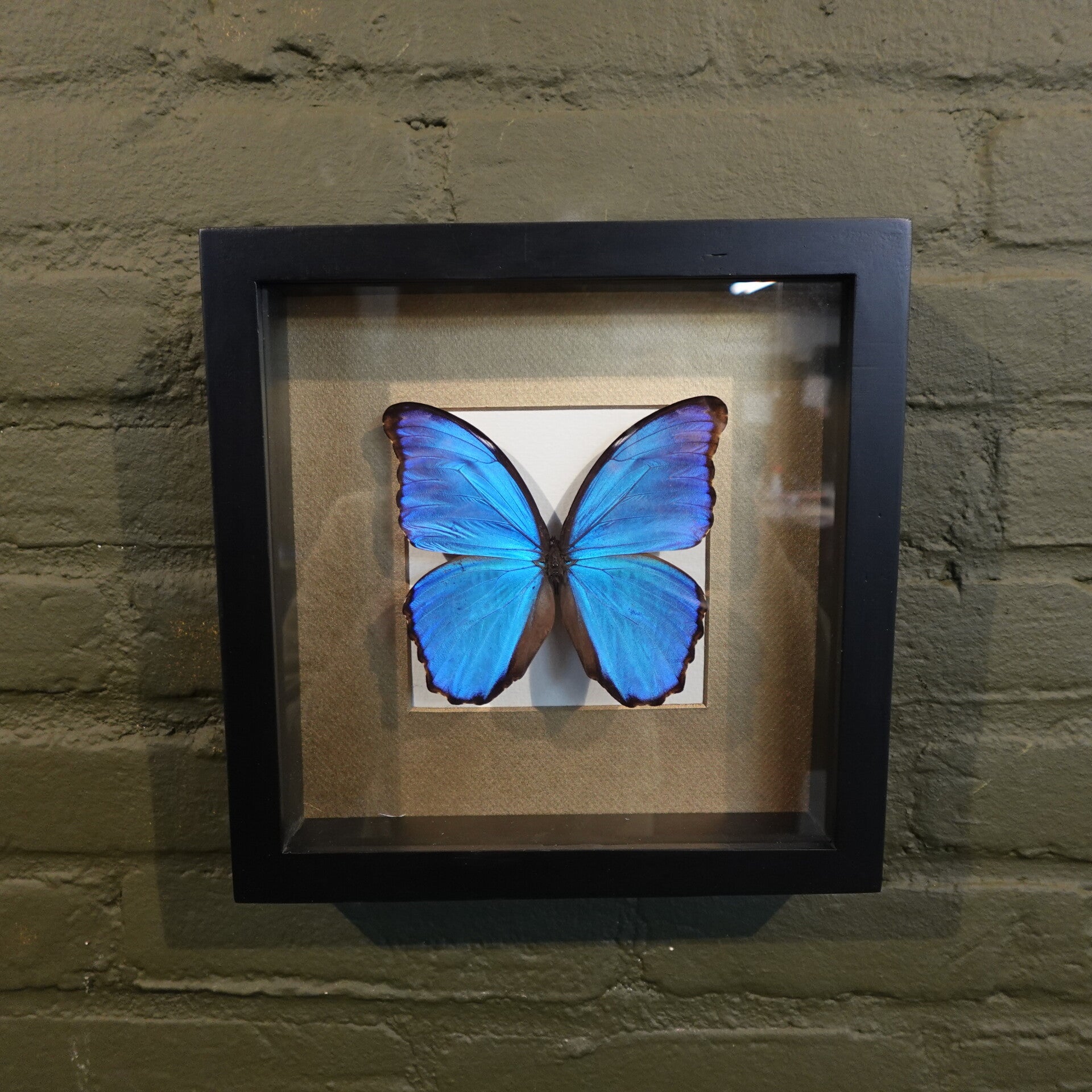 lijst met morpho vlinder