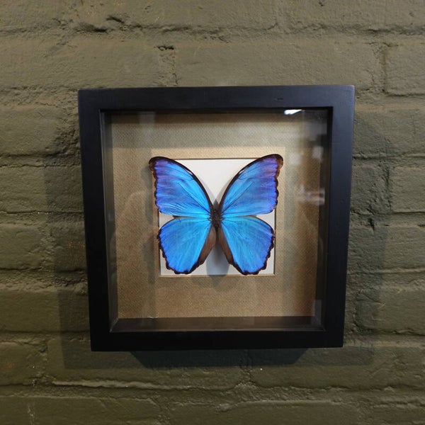 lijst met morpho vlinder