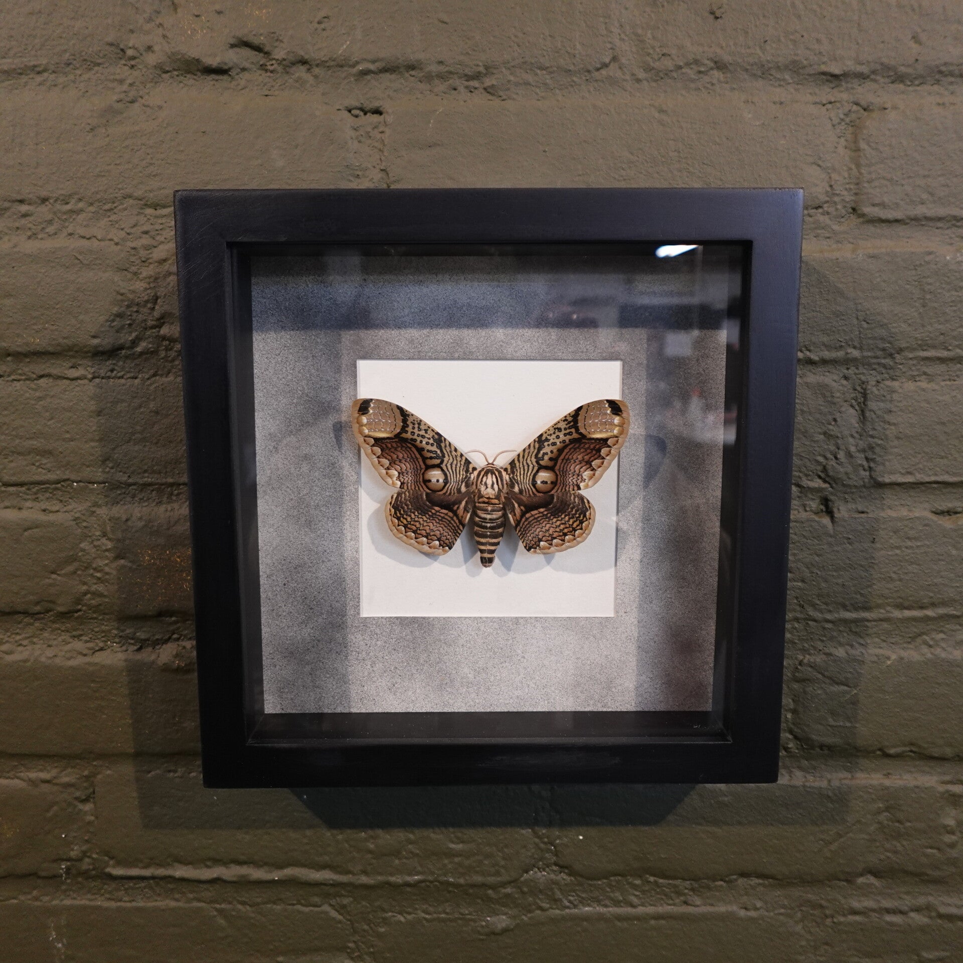 Lijst met mot vlinder