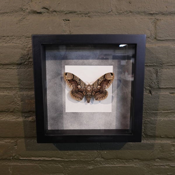 Lijst met mot vlinder