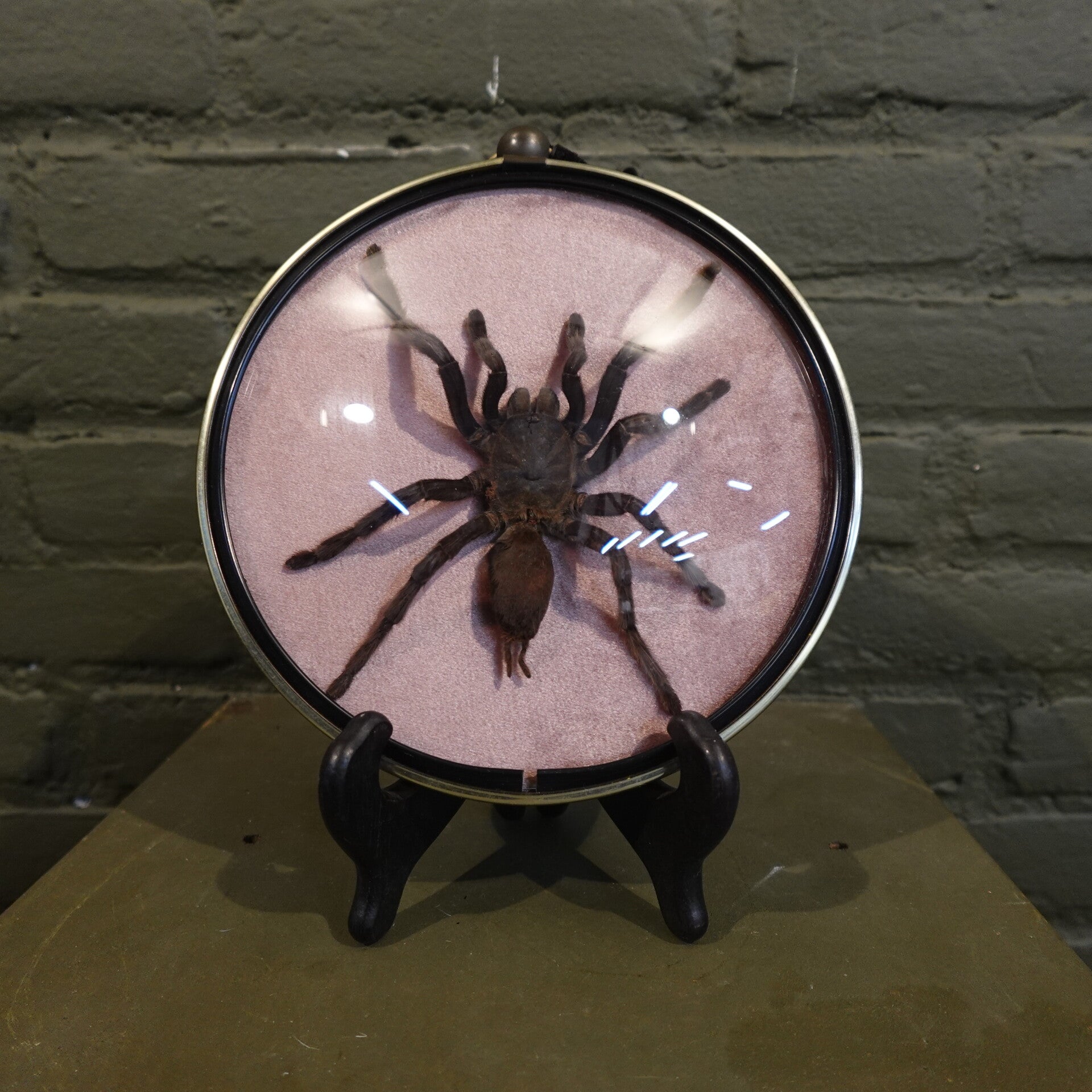 bollijst met vogelspin