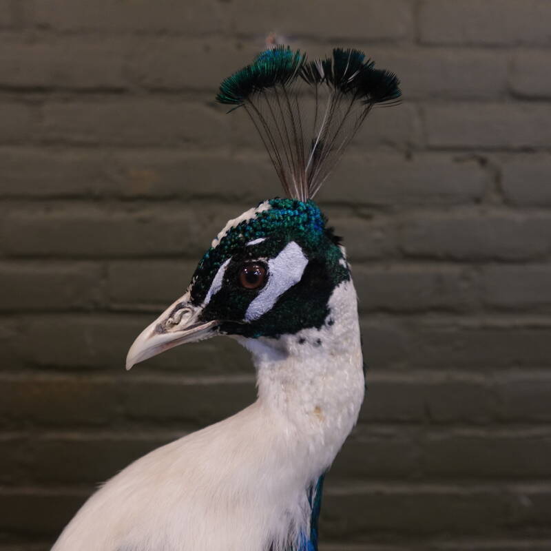 opgezette bonte pauw