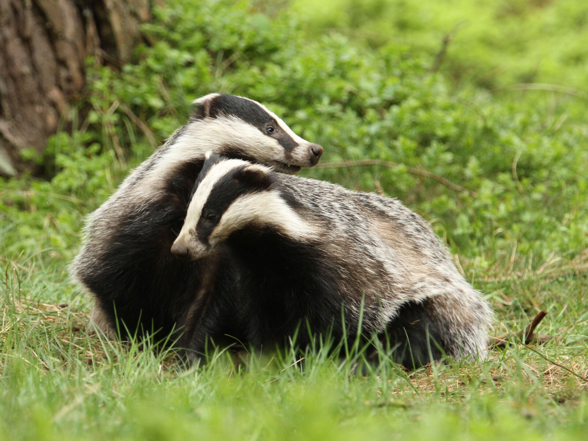  workshop goud fazant