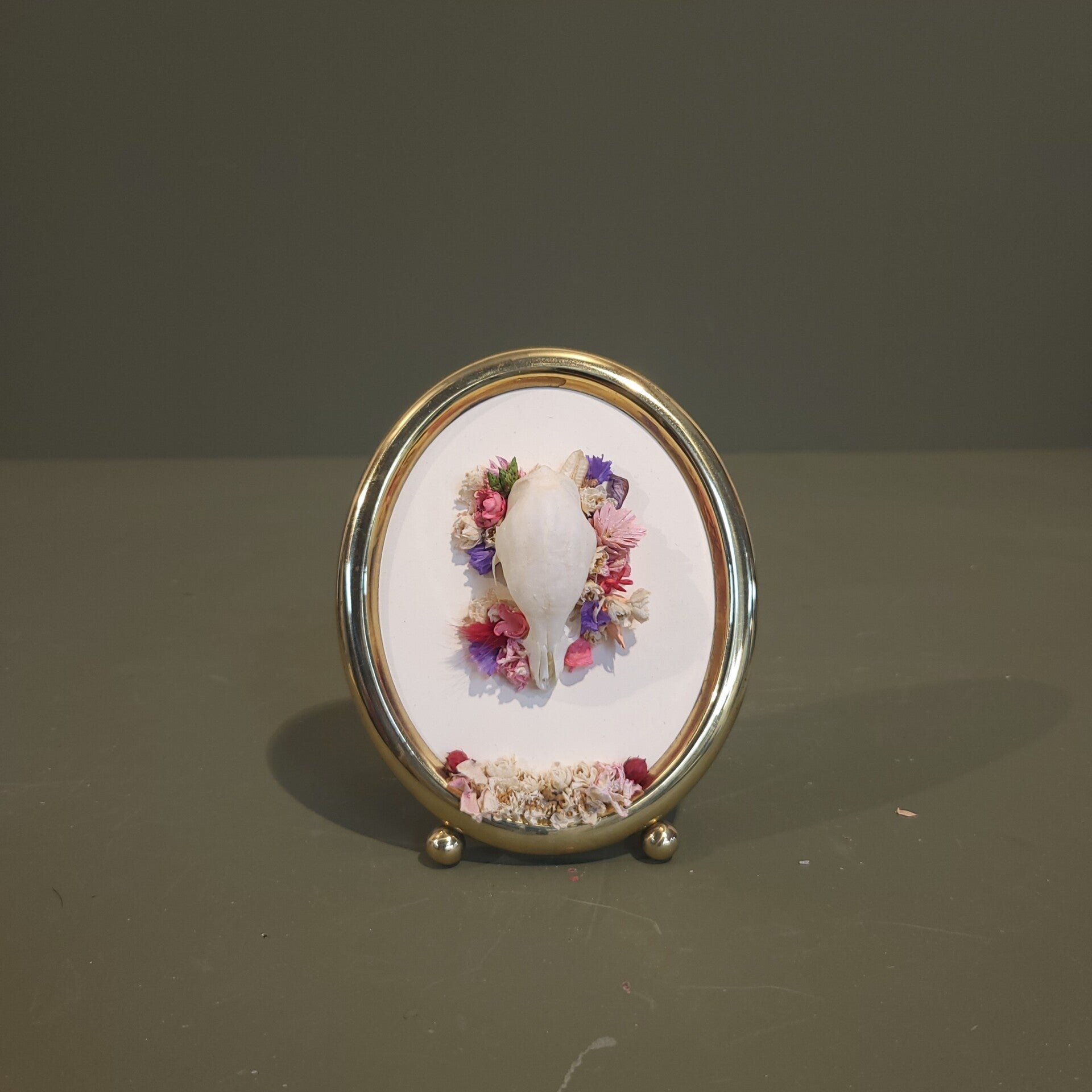 Egel schedel in lijst