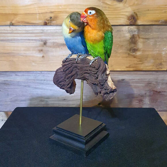 geprepareerd-love-bird-koppel