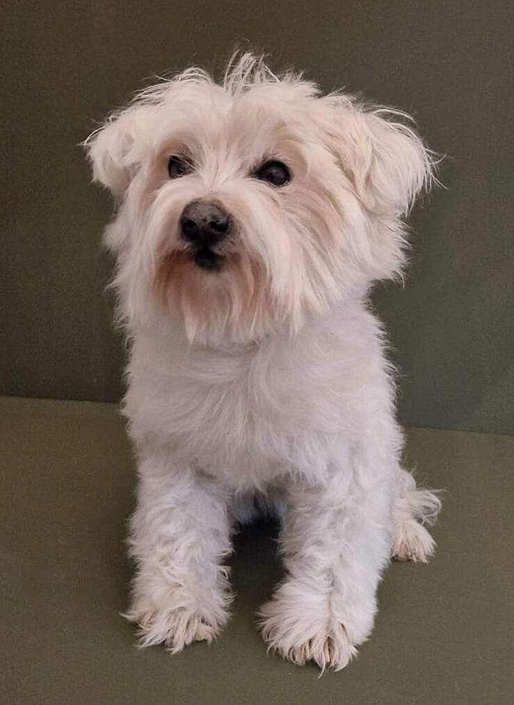 geprepareerde-maltezer-leeuwtje