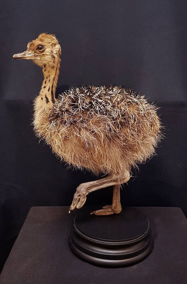 geprepareerd-struisvogel-kuiken