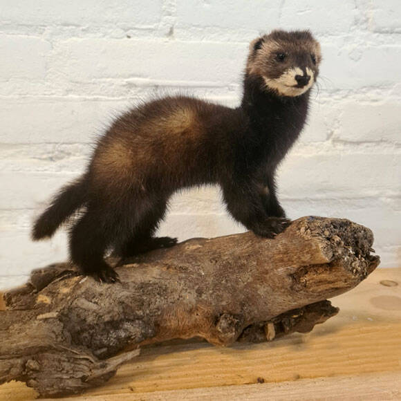 geprepareerde-baby-bunzing