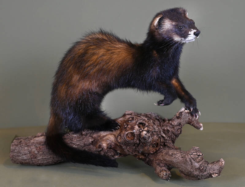 geprepareerde-bunzing