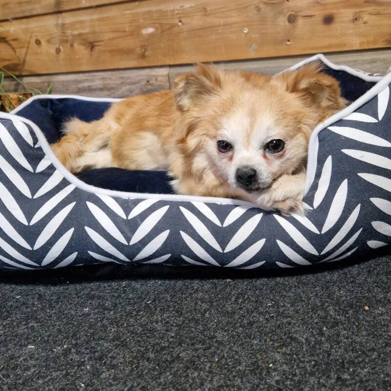 geprepareerde-chihuahua-in-mandje