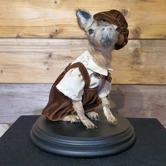 geprepareerde-dwerg-mara