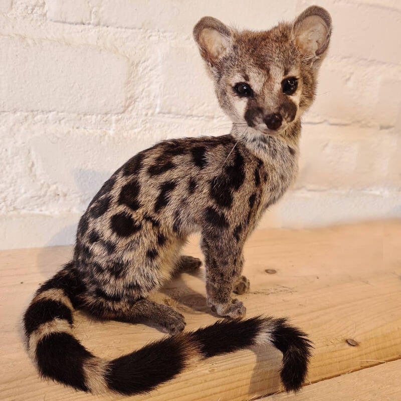 geprepareerde-genkat