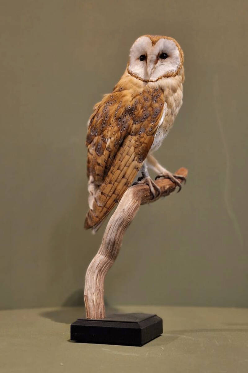 geprepareerde-kerkuil