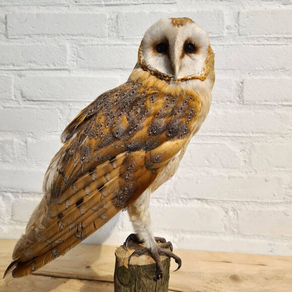 geprepareerde-kerkuil