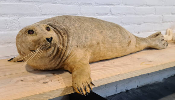 geprepareerde-zeehond