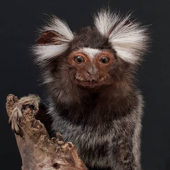 geprepareerde-penseel-aapje