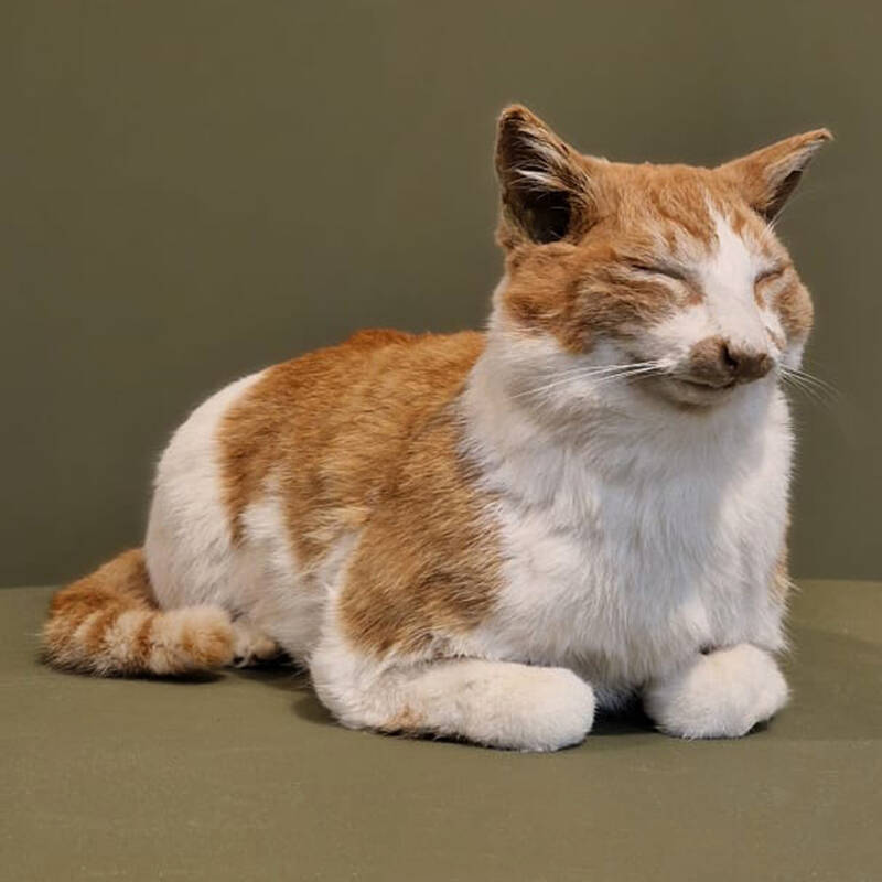 Geprepareerde-Rood-bonte-kat