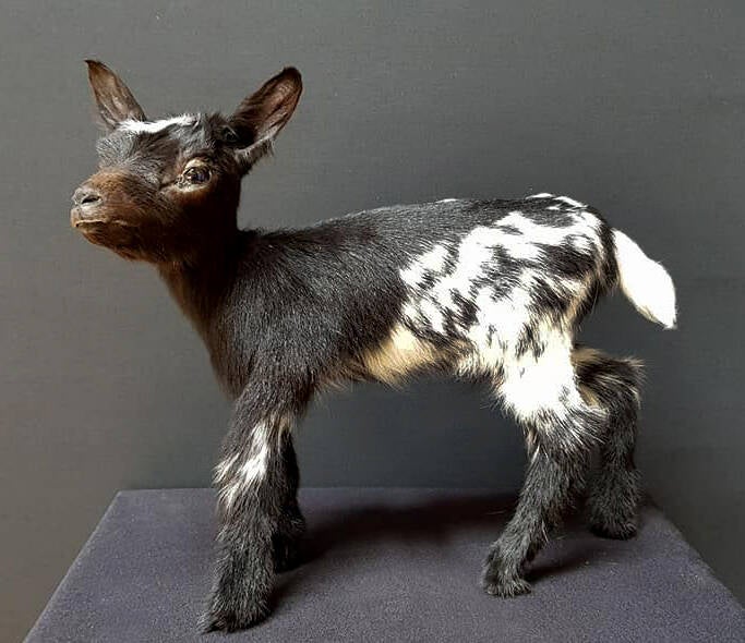 geprepareerde-baby-geitje