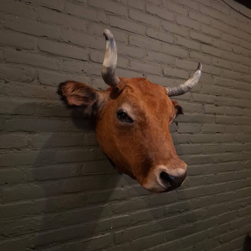 geprepareerde stieren kop