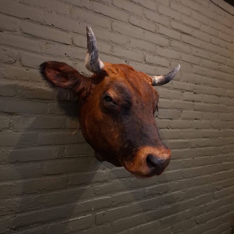 opgezette stieren koeien kop