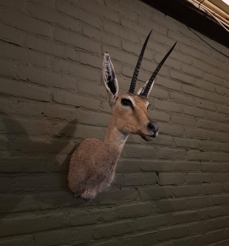 geprepareerde vaal riet bok