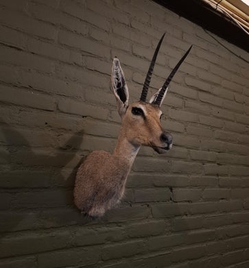 geprepareerde vaal riet bok