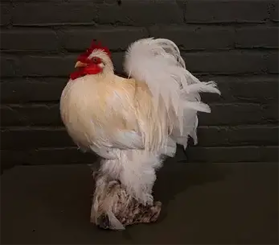 geprepareerde witte kip