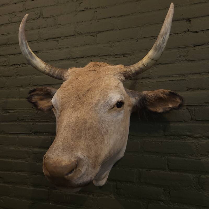 geprepareerde koe spaanse stier