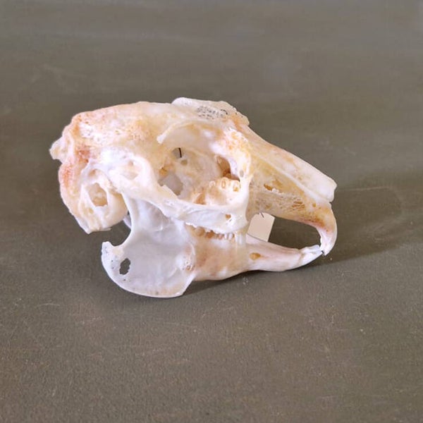 Konijn schedel-01