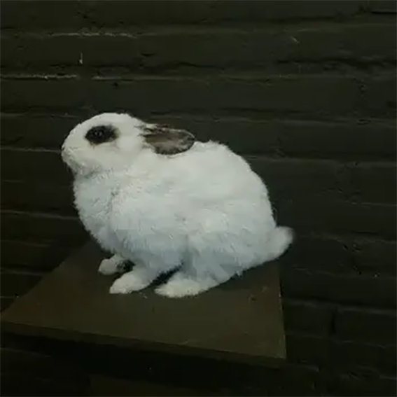 Geprepareerd wit konijn