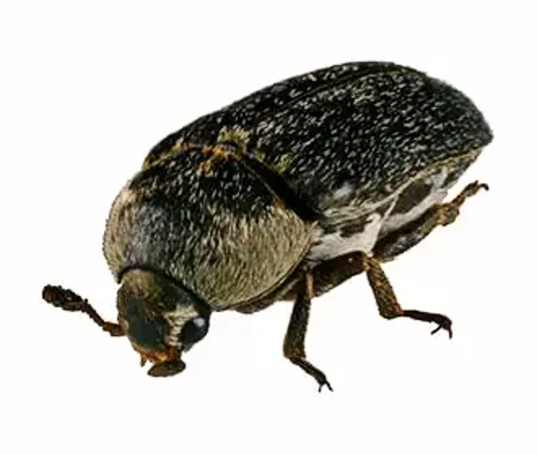 Spekkevers (Dermestes maculatus) 100-stuks