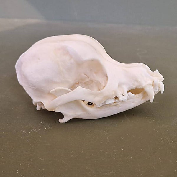 Maltezer leeuwtje schedel