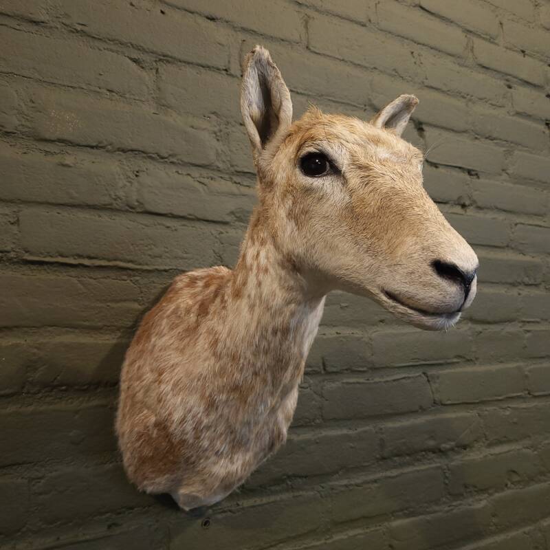 geprepareerde moeflon