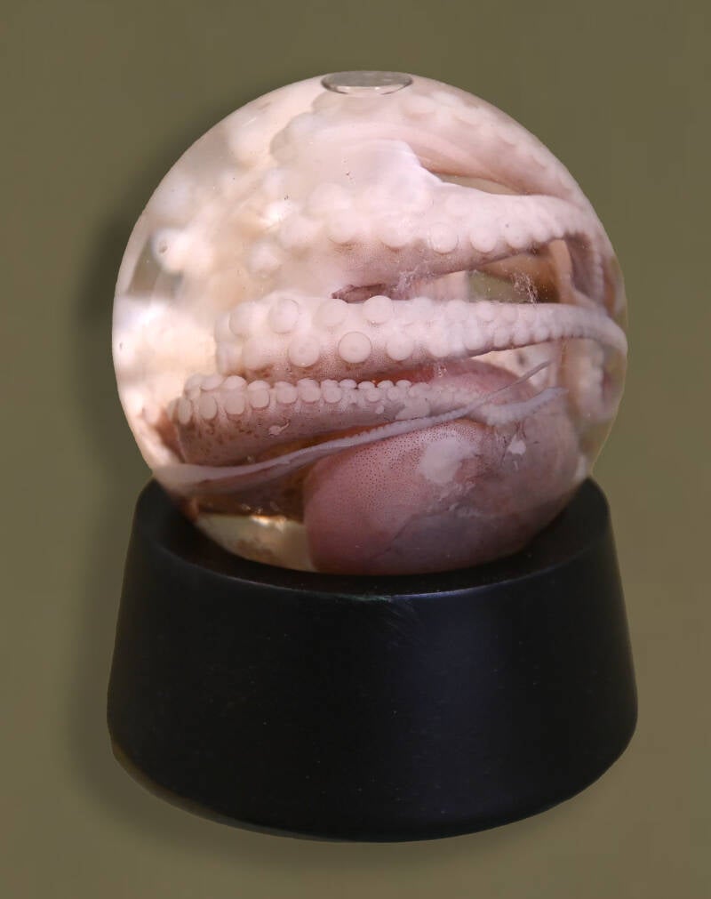 octopus-op-sterk-water-1