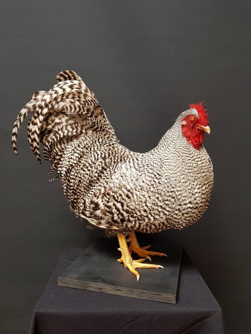 opgezette-witte-haan