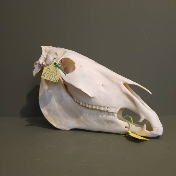 Paardenschedel 4905