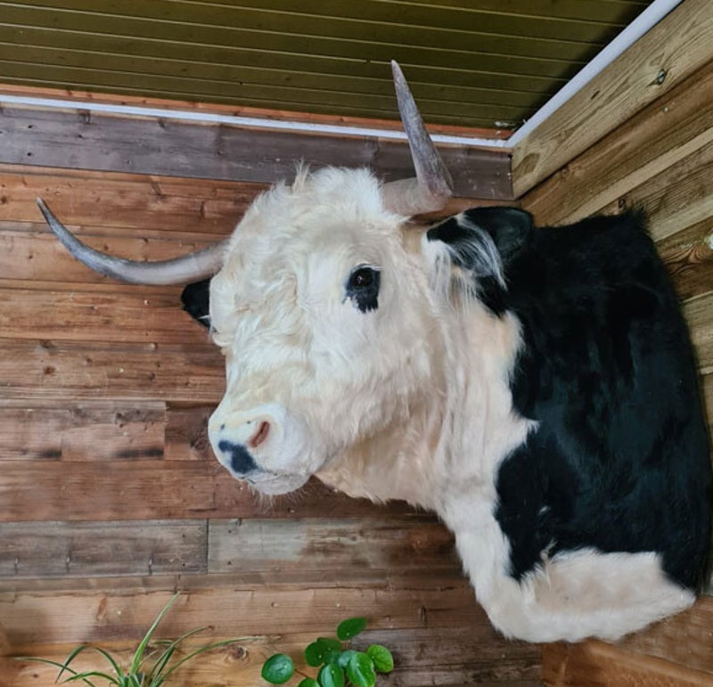 geprepareerde-dik-bil-spier