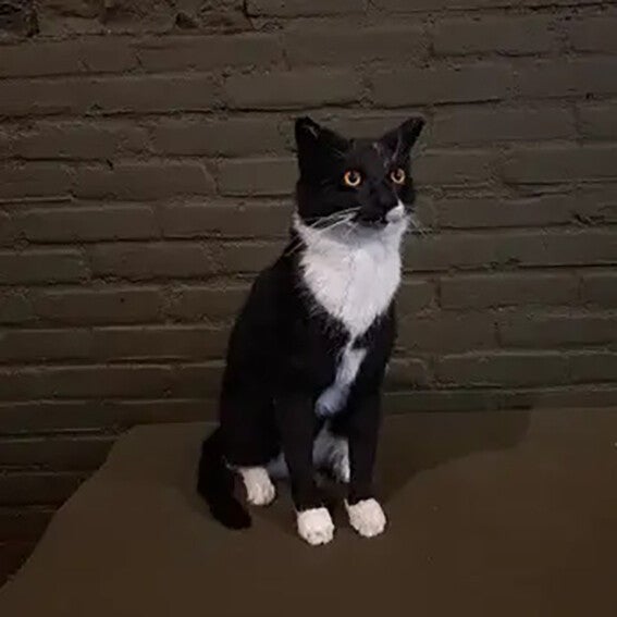 Geprepareerde poes