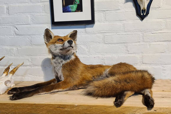 geprepareerde-rode-vos