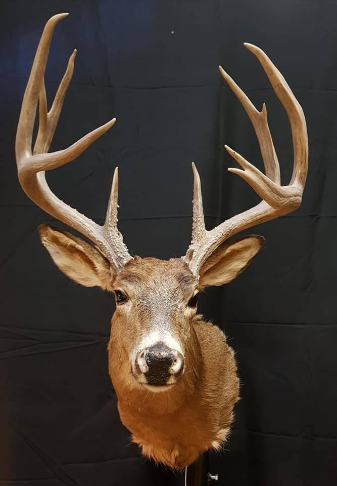 geprepareerde-sikahert