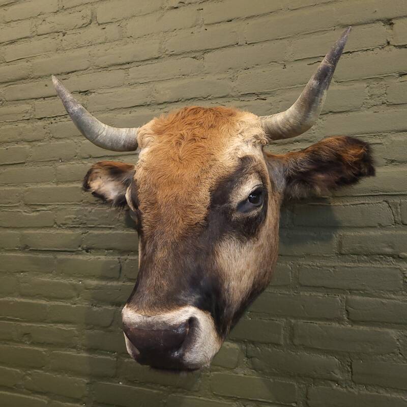 opgezette spaanse stier koe