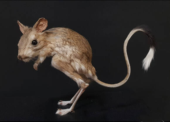 geprepareerde-springmuis