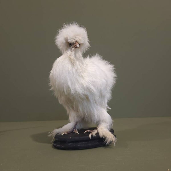 Witte Zijdehoen