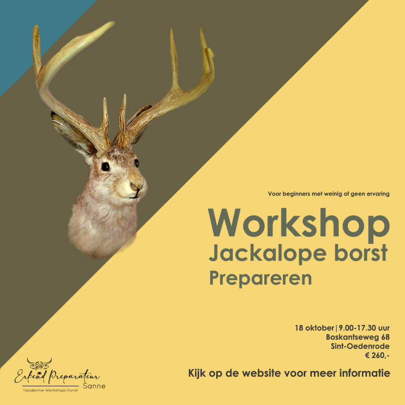 workshop Jackalope prepareren