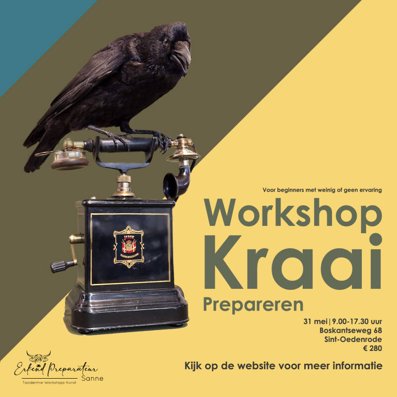 geprepareerde zwarte kraai op een menselijk schedel met rozekrans in zijn snavel